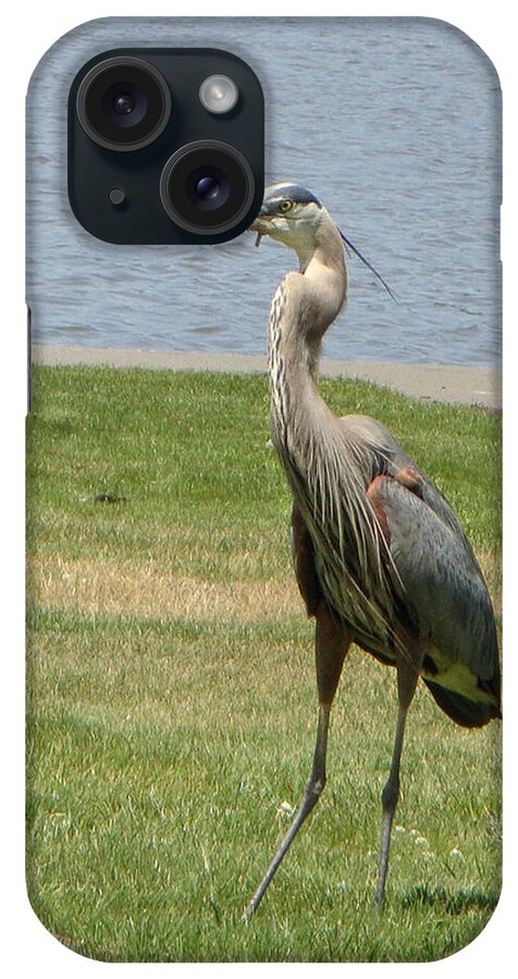 Heron iPhone Case featuring the photograph Handsome Devil by Donna Blackhall