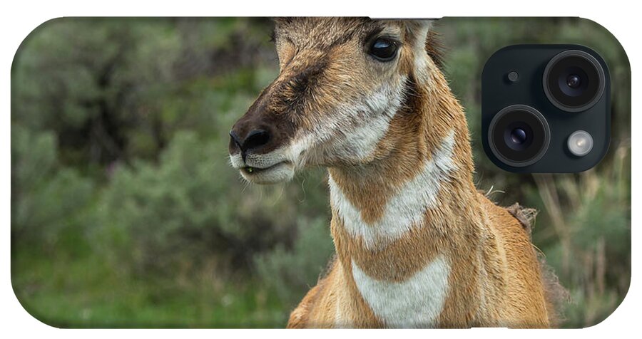 Pronghorn iPhone Case featuring the photograph Handsome Pronghorn In Rut by Yeates Photography