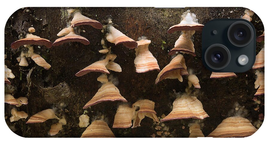 Fungus iPhone 15 Case featuring the photograph Hanging On by Mike Eingle