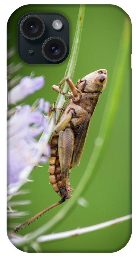 Wildlife iPhone Case featuring the photograph Hanging Out by John Benedict