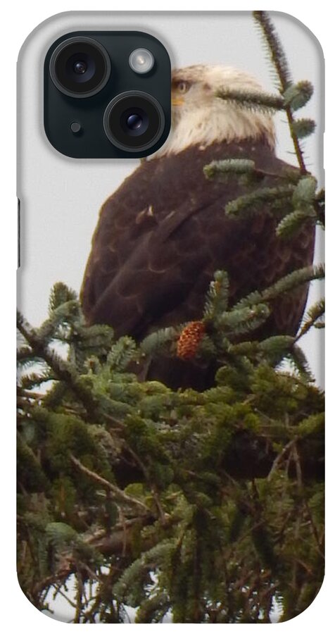 Eagle iPhone Case featuring the photograph Happy Camp Eagle by Gallery Of Hope 