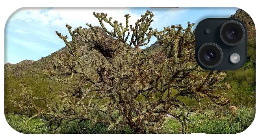 Gorgeous Cholla Cactus Tree In The Phoenix Mountain Preserve iPhone Case featuring the photograph Happy Cholla Tree by Sarah Marie