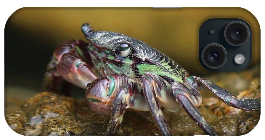 Crab iPhone Case featuring the photograph Happy Crab by Christy Pooschke