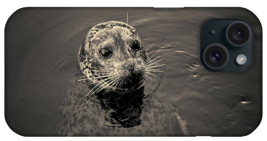 Seal iPhone Case featuring the photograph Harbor Seal I Toned by David Gordon