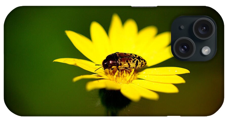 James Smullins iPhone Case featuring the photograph Harlequin Beetle by James Smullins