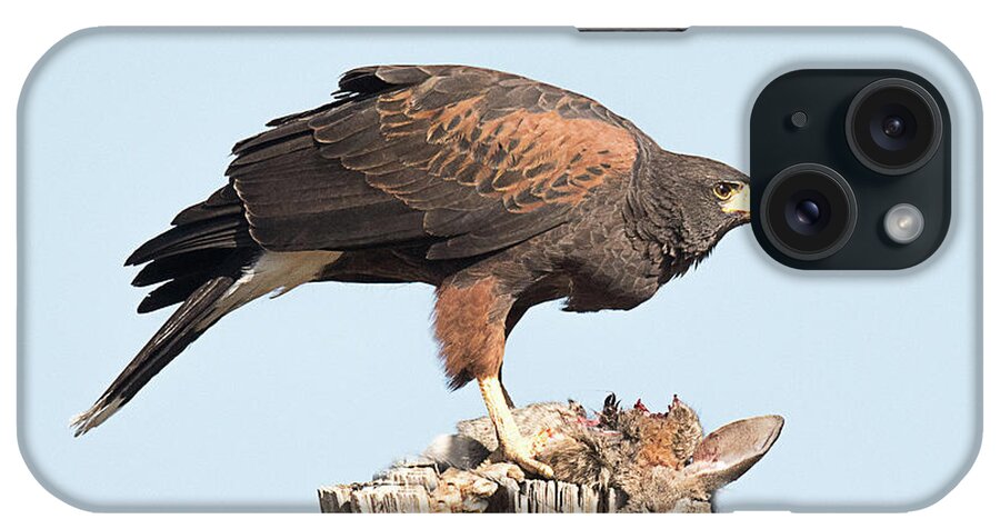 Bird iPhone Case featuring the photograph Harris Hawk with Rabbit by Dennis Hammer