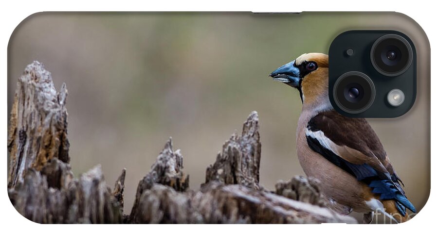 Hawfinch Perching iPhone Case featuring the photograph Hawfinch perching by Torbjorn Swenelius