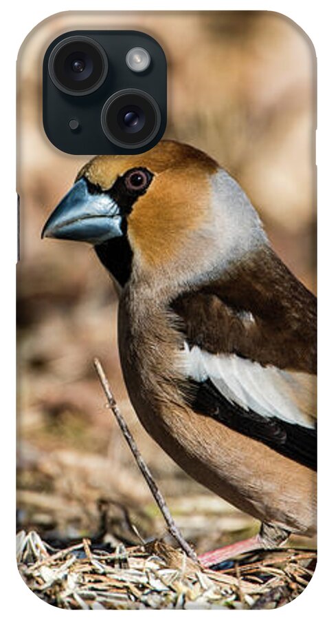 Hawfinch's Gaze iPhone Case featuring the photograph Hawfinch's gaze by Torbjorn Swenelius