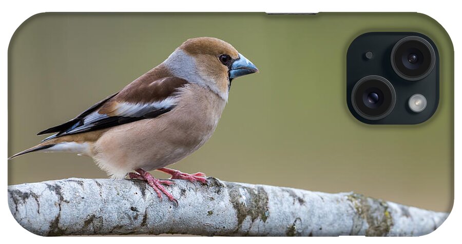 Hawfinch's Powerful Bill iPhone Case featuring the photograph Hawfinch's Powerful Bill by Torbjorn Swenelius