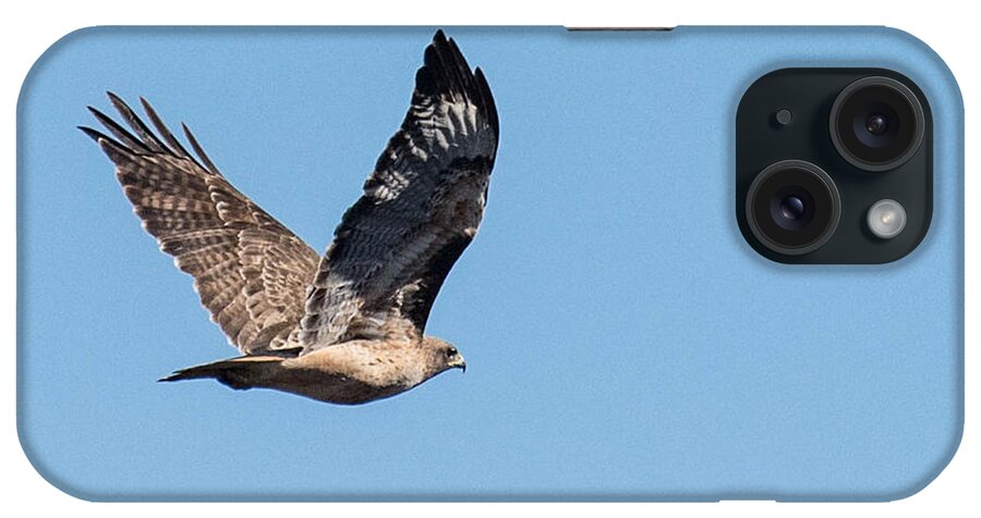Nature iPhone Case featuring the photograph Hawk in Flight by Wendy Carrington