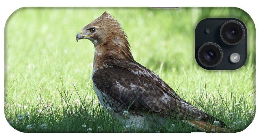 Hawk iPhone Case featuring the photograph Hawk on the Ground 1 - Tight Grip on Dinner by Robert Alter Reflections of Infinity