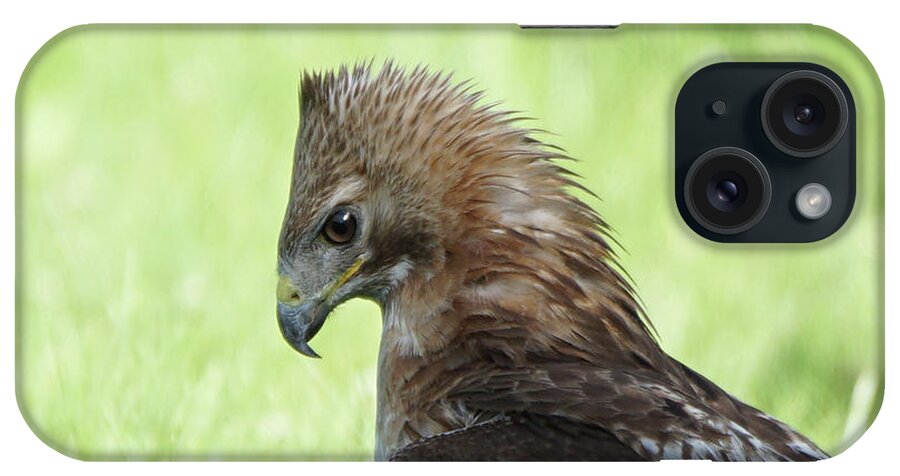 Hawk iPhone Case featuring the photograph Hawk on the Ground 2 - Contemplating Dinner by Robert Alter Reflections of Infinity