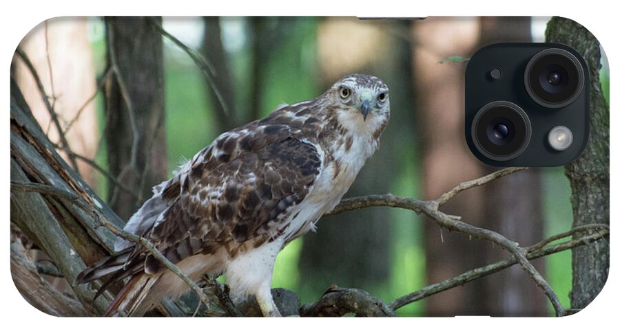 Animal iPhone Case featuring the photograph Hawk Portrait by John Benedict