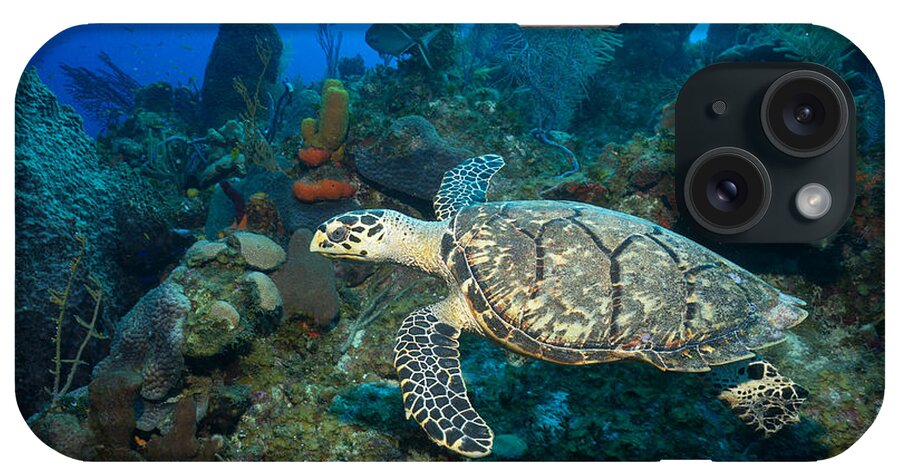 Hawksbill Turtle iPhone Case featuring the photograph Hawksbill Haunt by Aaron Whittemore