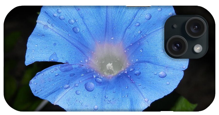 #dew From #early Morning Catch Of #brilliant #blue #morningglory iPhone Case featuring the photograph Heavenly Blue Morning Glory by Belinda Lee