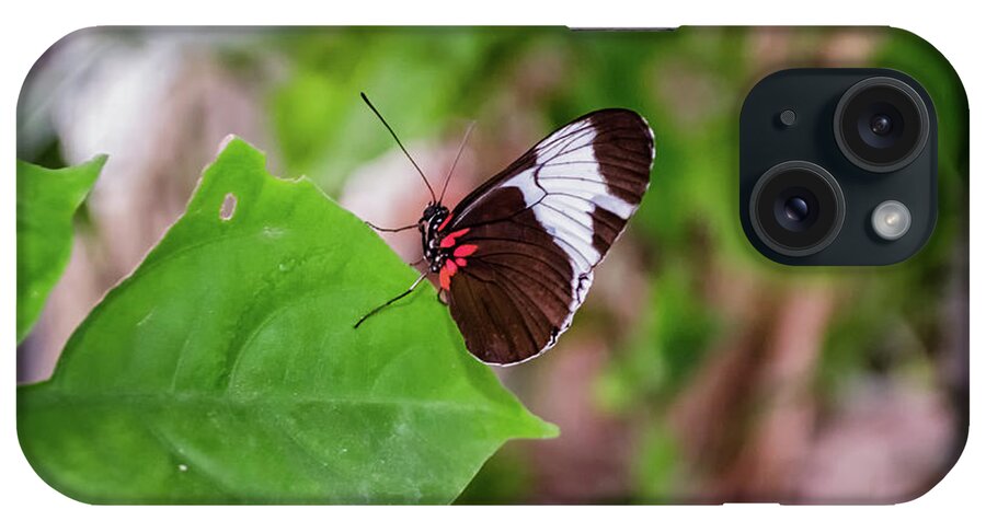 Michelle Meenawong iPhone Case featuring the photograph Heliconius Erato by Michelle Meenawong