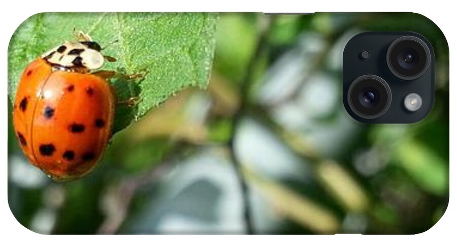 Ladybug iPhone Case featuring the photograph Hello Lady by Robert Knight