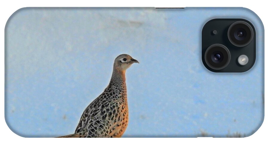 Hen Pheasant iPhone Case featuring the photograph Hen Pheasant by Kathy M Krause