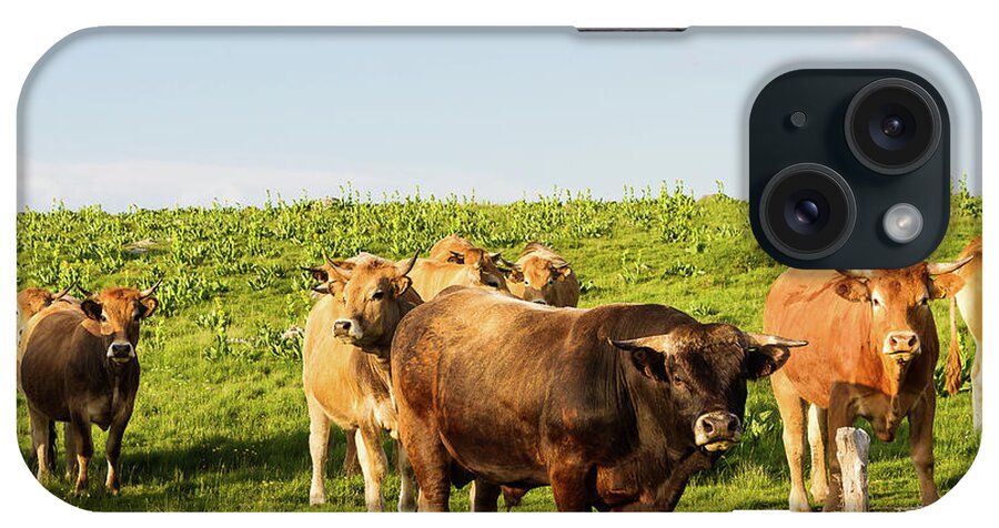 Dairy Cows iPhone Case featuring the photograph Herd of dairy cows # II - Aubrac - France by Paul MAURICE