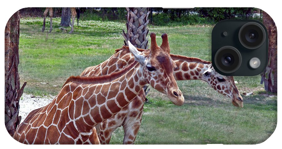 Giraffe iPhone Case featuring the photograph Here's Looking At You Kid by Bob Johnson