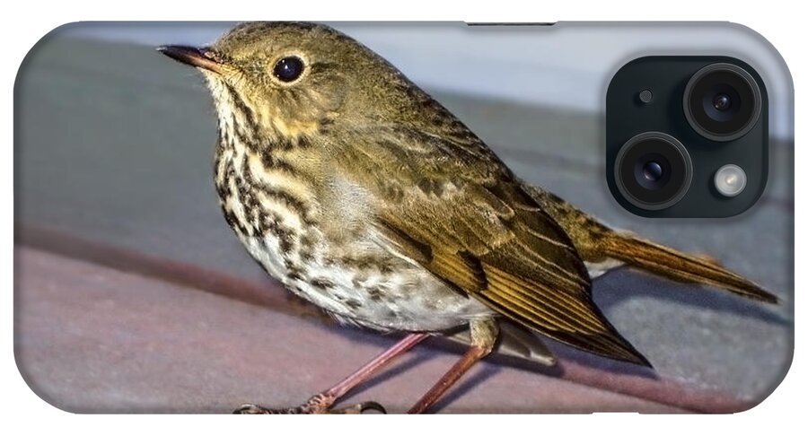 Hermit Thrush iPhone Case featuring the photograph Hermit Thrush by Brian Tada