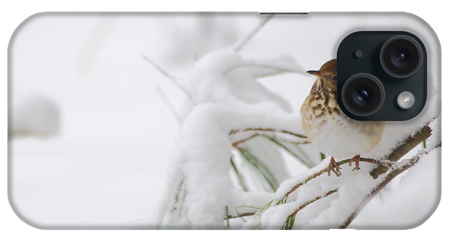 Hermit Thrush iPhone Case featuring the photograph Hermit Thrush In Snow by Daniel Reed