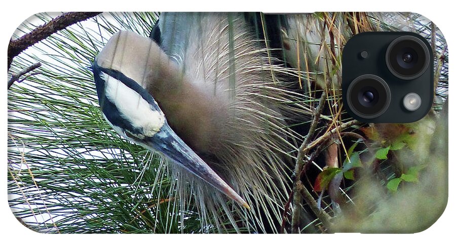 Heron iPhone Case featuring the photograph Heron in a Pine Tree by Carl Sheffer