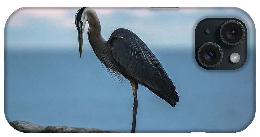 Heron iPhone Case featuring the photograph Heron in Colchester by Cale Best
