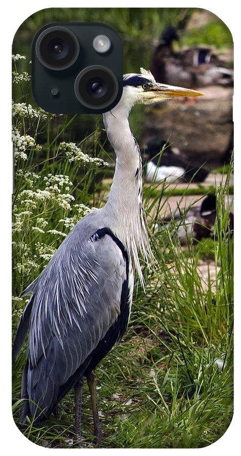 Wildlife iPhone Case featuring the photograph Heron by Linsey Williams