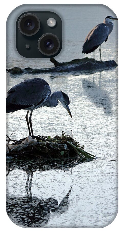  Heron Nest Pair iPhone Case featuring the photograph Heron on nest by Julia Gavin