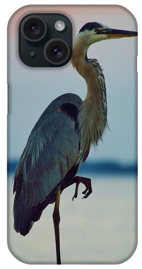 Beachbumpics iPhone Case featuring the photograph Heron Posing 4 by Billy Beck