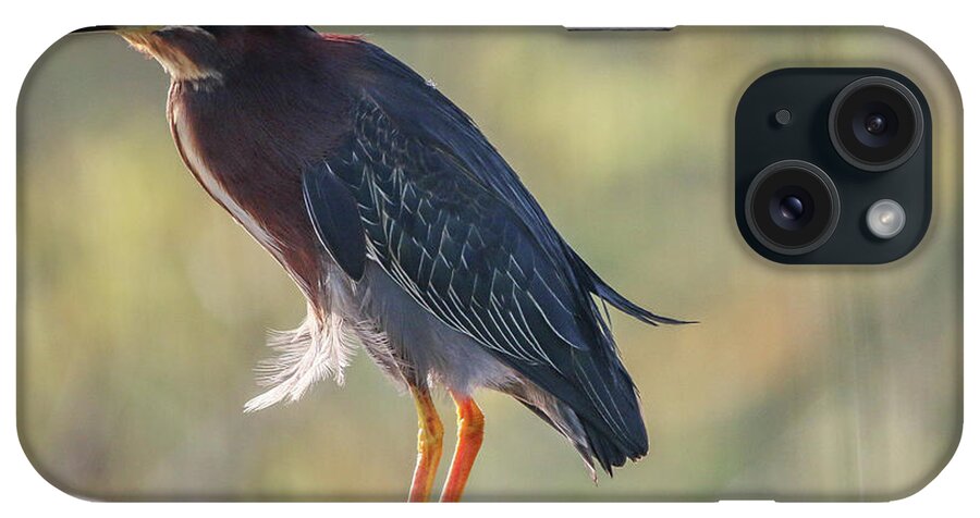 Heron iPhone Case featuring the photograph Heron with Ruffled Feathers by Tom Claud