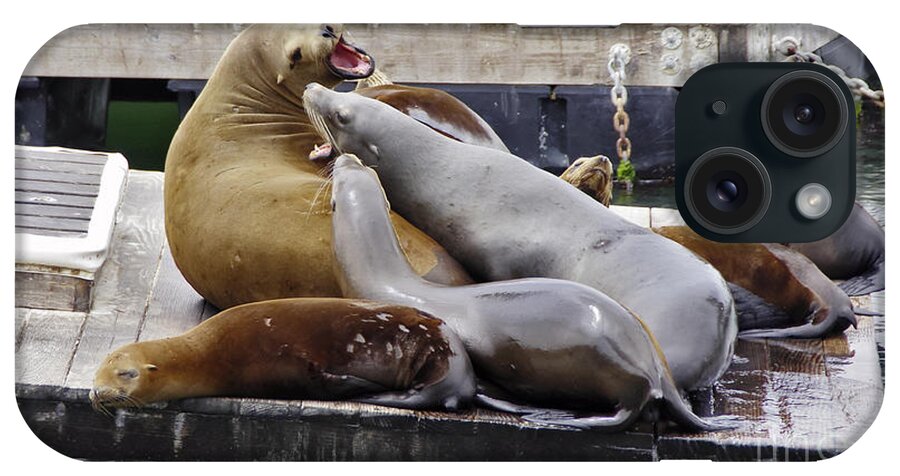 Sea Lions iPhone Case featuring the photograph Hey Im Tryin Ta Sleep Here by Scott Evers