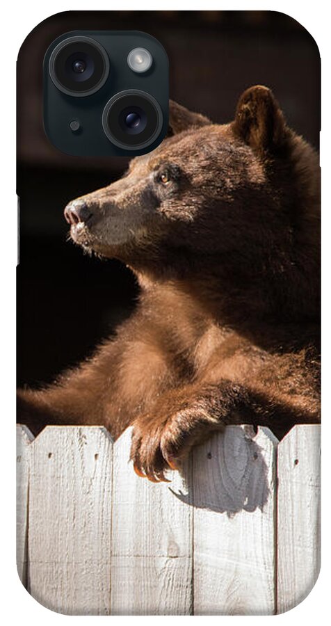 Bear iPhone Case featuring the photograph Hey There Neighbor by Brad Scott by Brad Scott