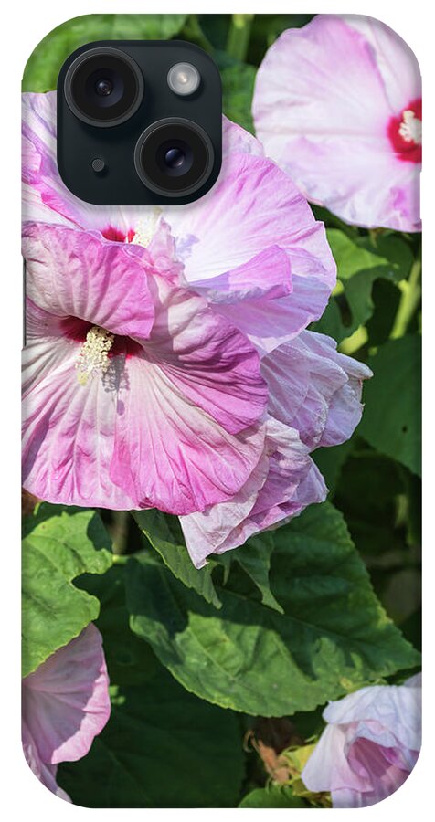 Hibiscus iPhone Case featuring the photograph Hibiscus 2017-6 by Thomas Young