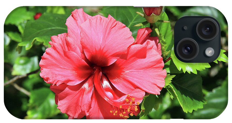 Flower iPhone Case featuring the photograph Hibiscus Blossom and Bud by Teresa Zieba