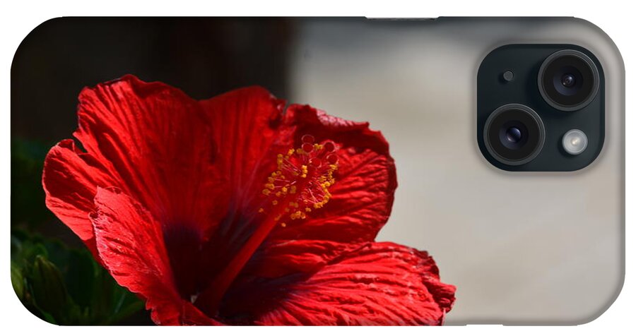 Hibiscus In The Shadows iPhone Case featuring the photograph Hibiscus in the Shadows by Maria Urso