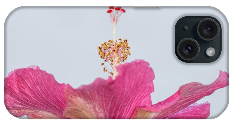 Pink iPhone Case featuring the photograph Hibiscus Looking Upward by Dorothy Cunningham
