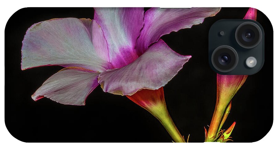 Hibiscus iPhone Case featuring the photograph Hibiscus on Black by Paul Freidlund