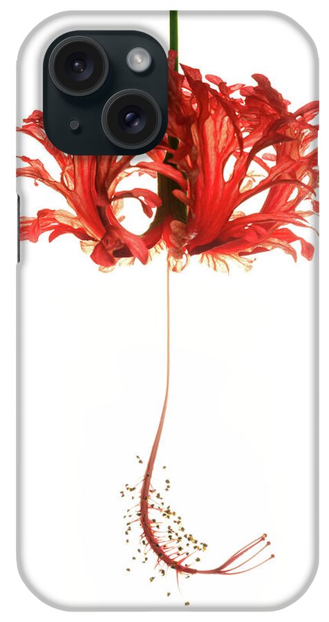 Hibiscus iPhone Case featuring the photograph Hibiscus Schizopetalus on White by Christopher Johnson