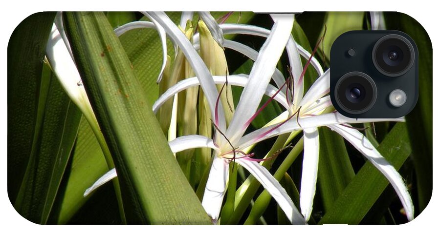 Flowers iPhone Case featuring the photograph Hidden Swamp Lily by Rosalie Scanlon