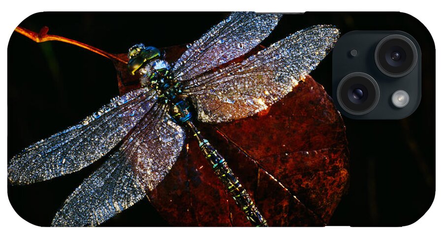 Photography iPhone Case featuring the photograph High Angle View Of Blue Darner by Panoramic Images