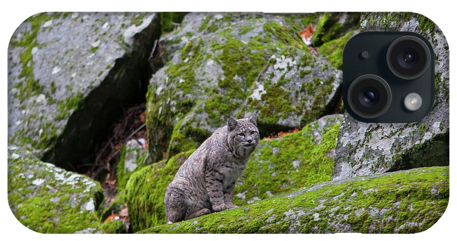 Wild Cat iPhone Case featuring the photograph High Sierra Bobcat by Mark Miller