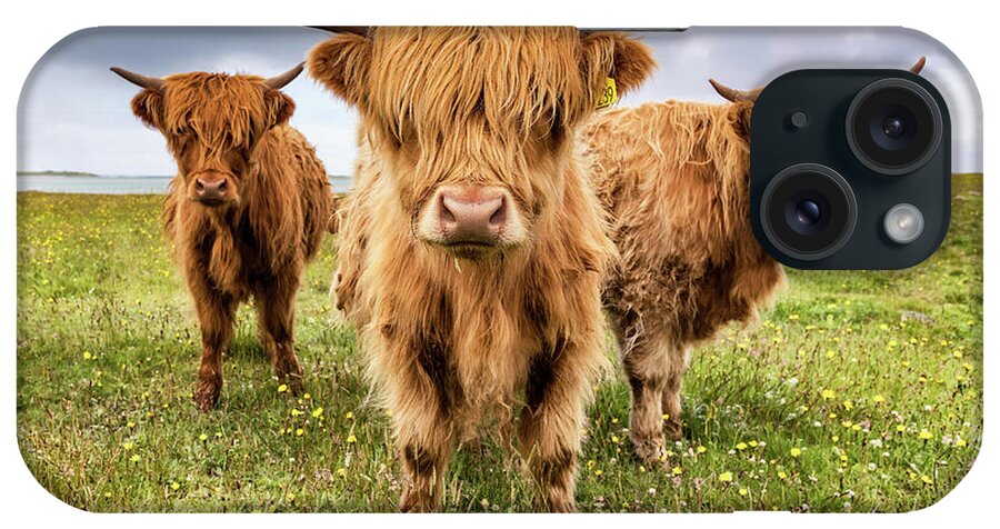 Highland Cattle iPhone Case featuring the photograph Highland Trio by Richard Burdon