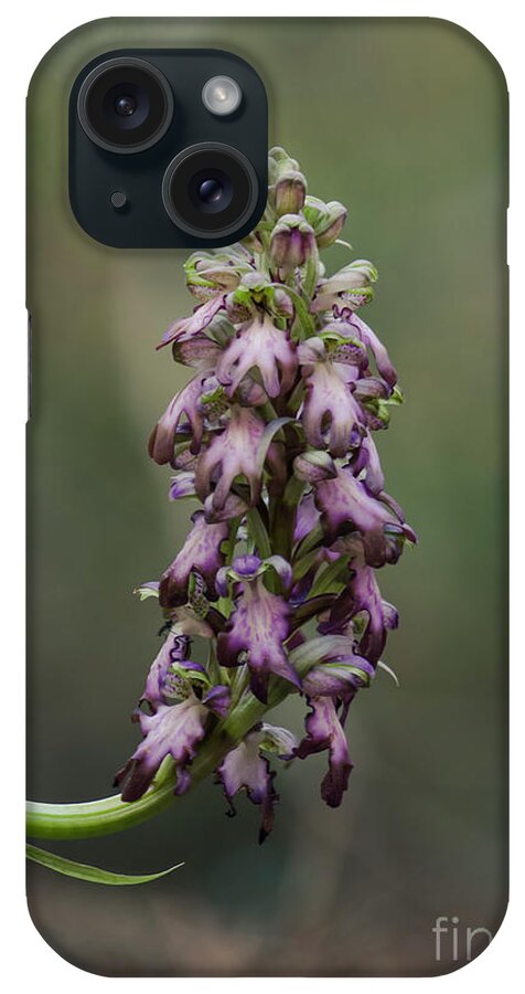 Himantoglossum Robertianum iPhone Case featuring the photograph Himantoglossum robertianum wild orchid by Perry Van Munster