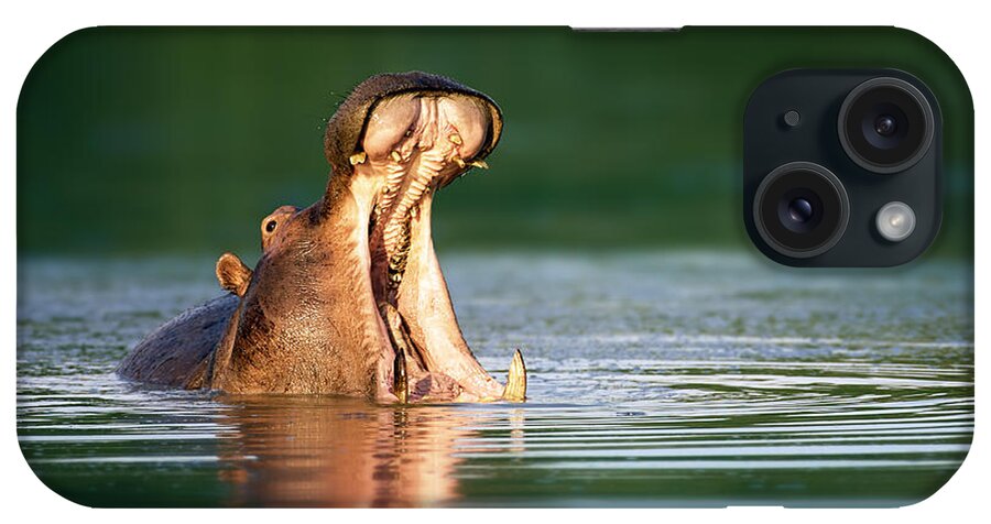 South iPhone Case featuring the photograph Hippopotamus by Johan Swanepoel