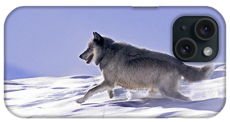 Wolf iPhone Case featuring the photograph His Majesty Wolf 21M by Mark Miller