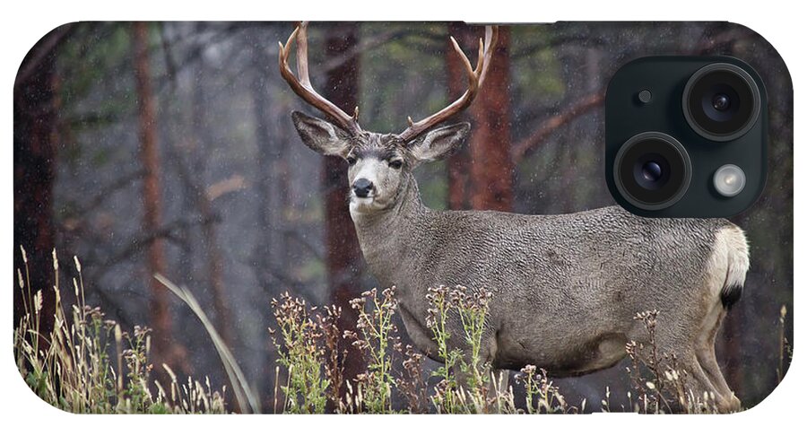 Mule Deer iPhone Case featuring the photograph His Reign by Diane Mintle
