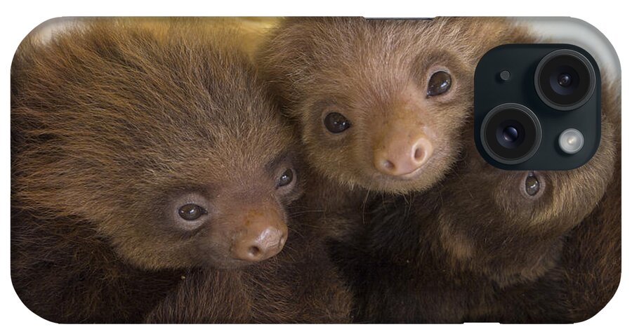 Mp iPhone Case featuring the photograph Hoffmanns Two-toed Sloth Choloepus by Suzi Eszterhas