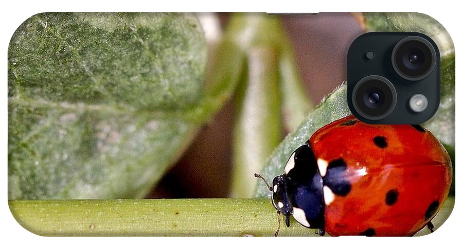 Ladybug iPhone Case featuring the photograph Holding Balance No Problem by Elisabeth Derichs